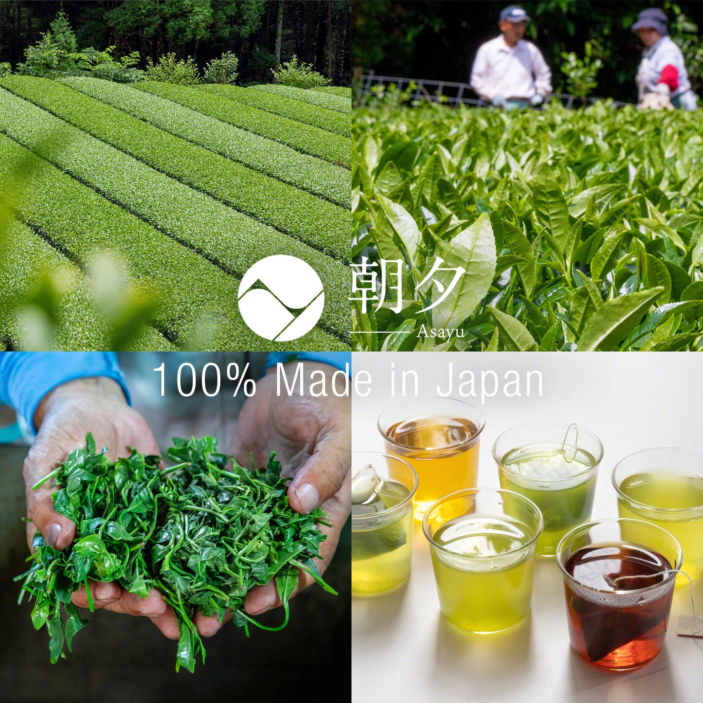 日本Asayu靜岡・富士山麓 煎茶綠茶（15茶包） | 頂級茶葉 | 醇厚回甘